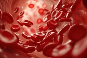 red blood cells flowing in the blood vessel